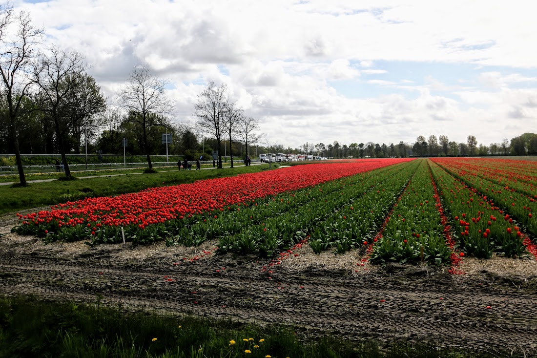 Парк Keukenhof, Ouddorp и Rotterdam "на закуску" - апрель 2017