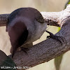 Blackcap; Curruca Capirotada