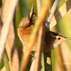 Marsh Wren