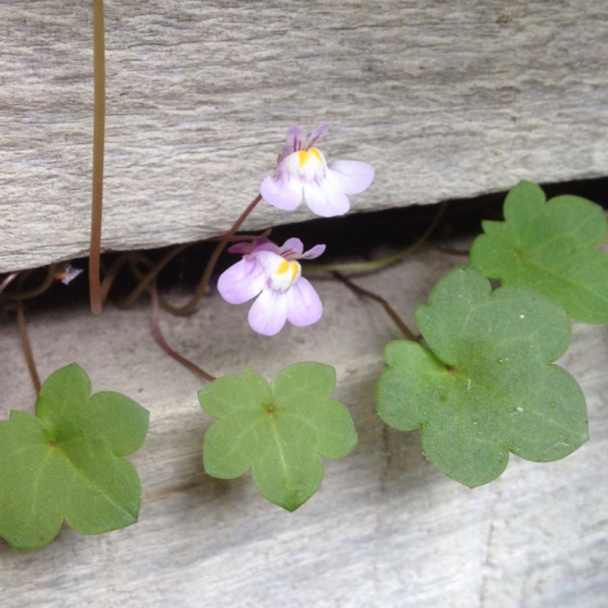 Ivy-leaf Toadflax