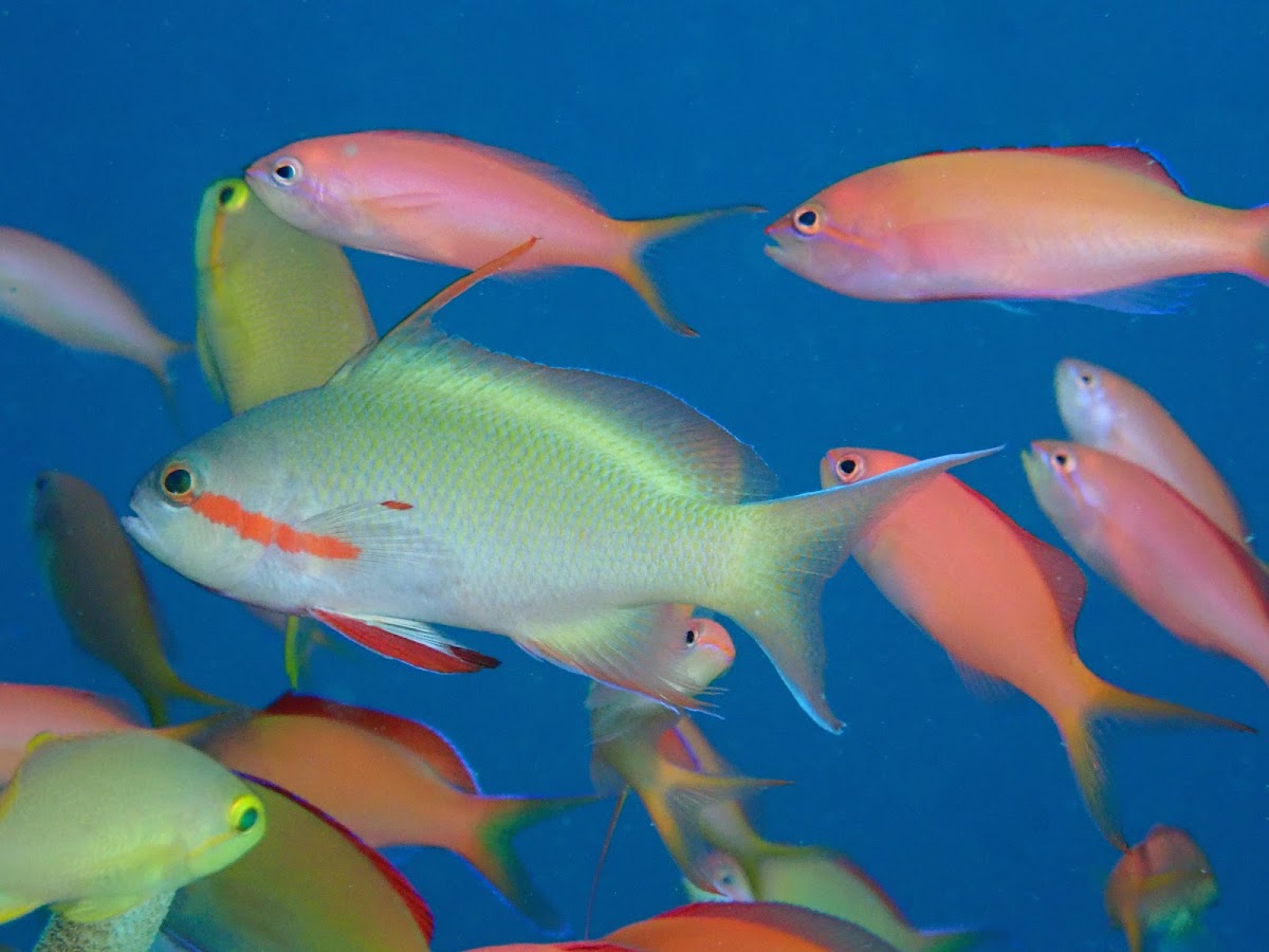 Threadfin Anthias