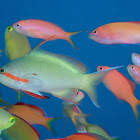 Threadfin Anthias