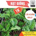 Deal 1K - 20 Hạt Giống Cải Xoăn Kale - Tập Làm Vườn Cùng Tạ Gia Trang