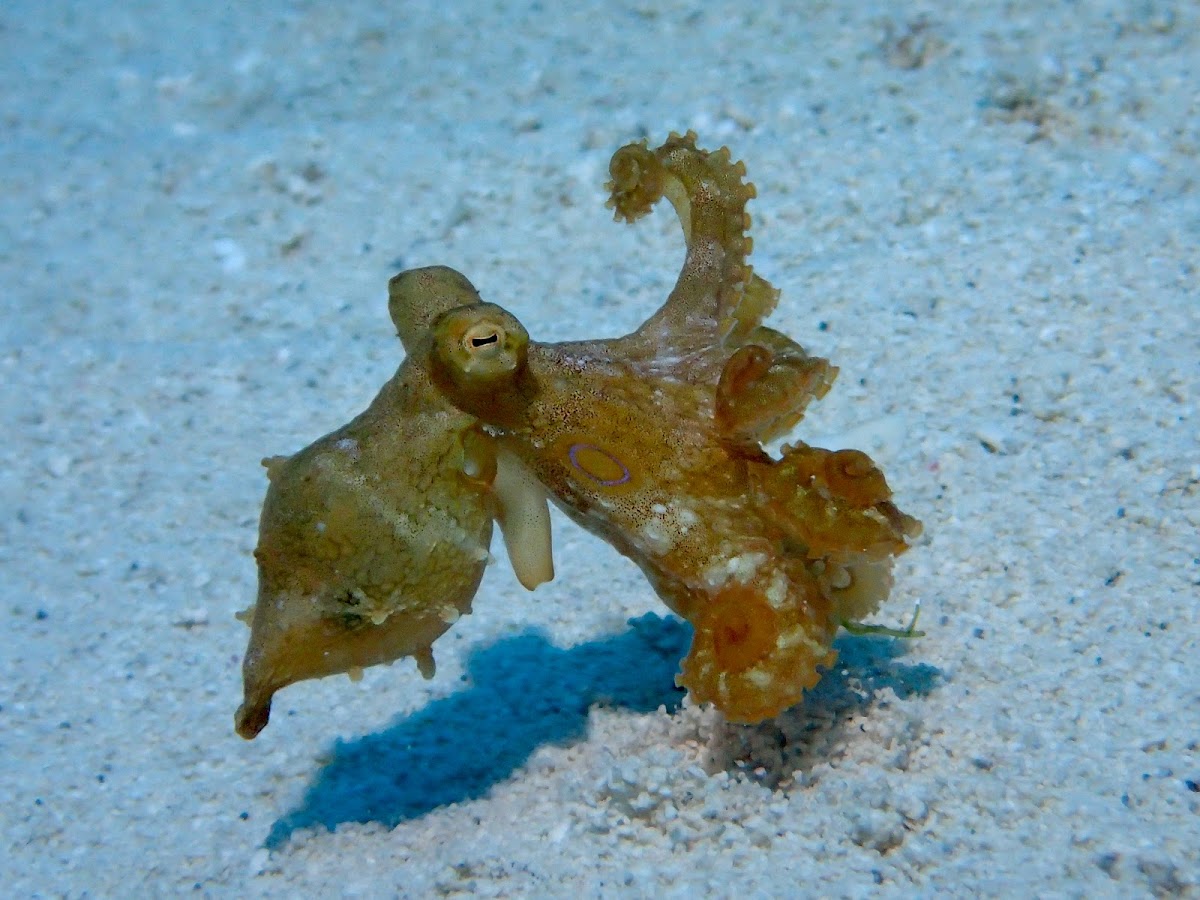 Octopus hummelincki