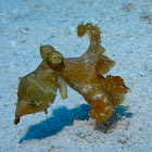 Octopus hummelincki