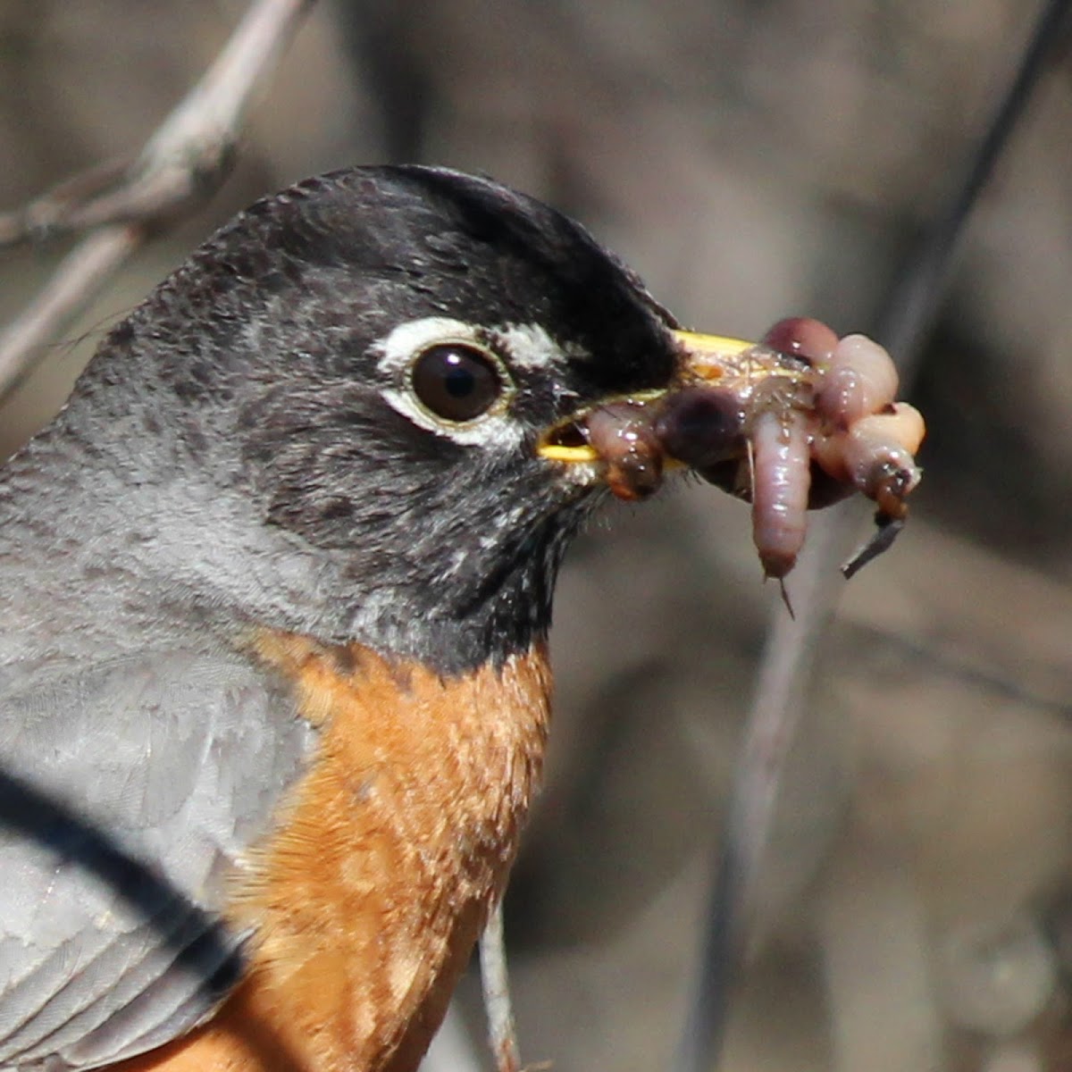 American Robin