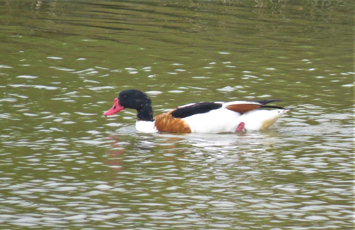 Shelduck