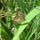 White Peacock Butterfly