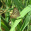 White Peacock Butterfly