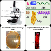 Practical Microbiology  Icon