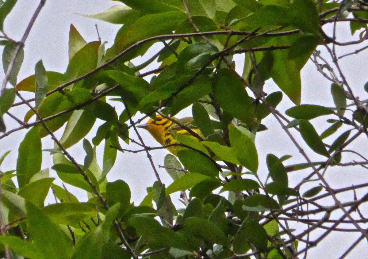 Prairie Warbler