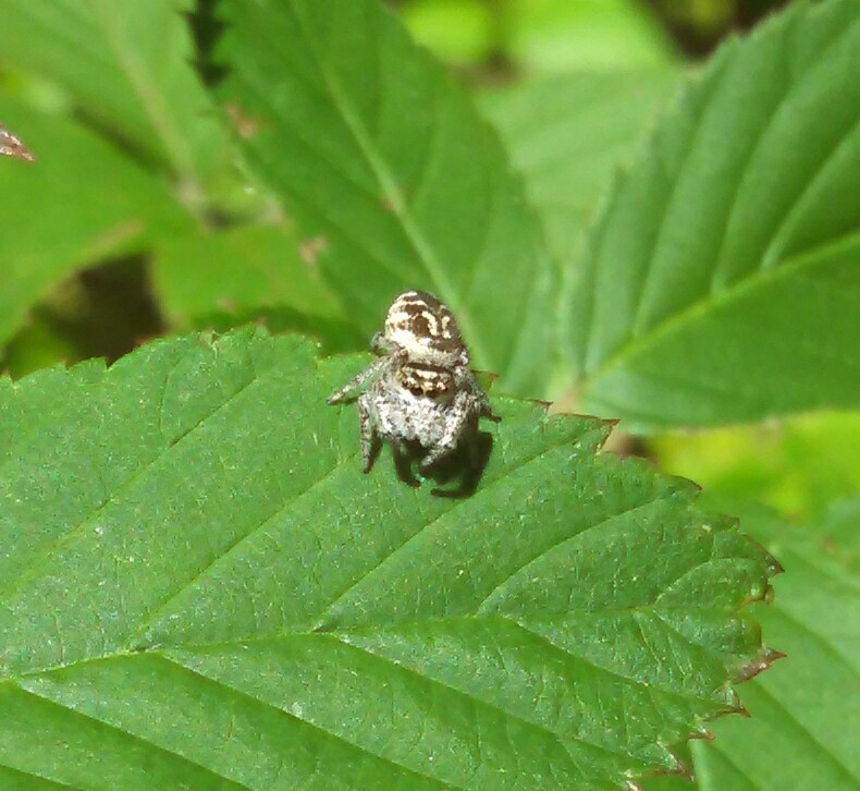 Jumping Spider