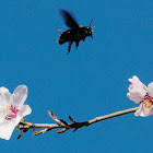 Violet Carpenter Bee; Abejorro Carpintero