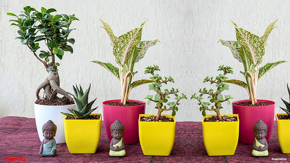 Houseplants With Amazing Qualities And Benefits