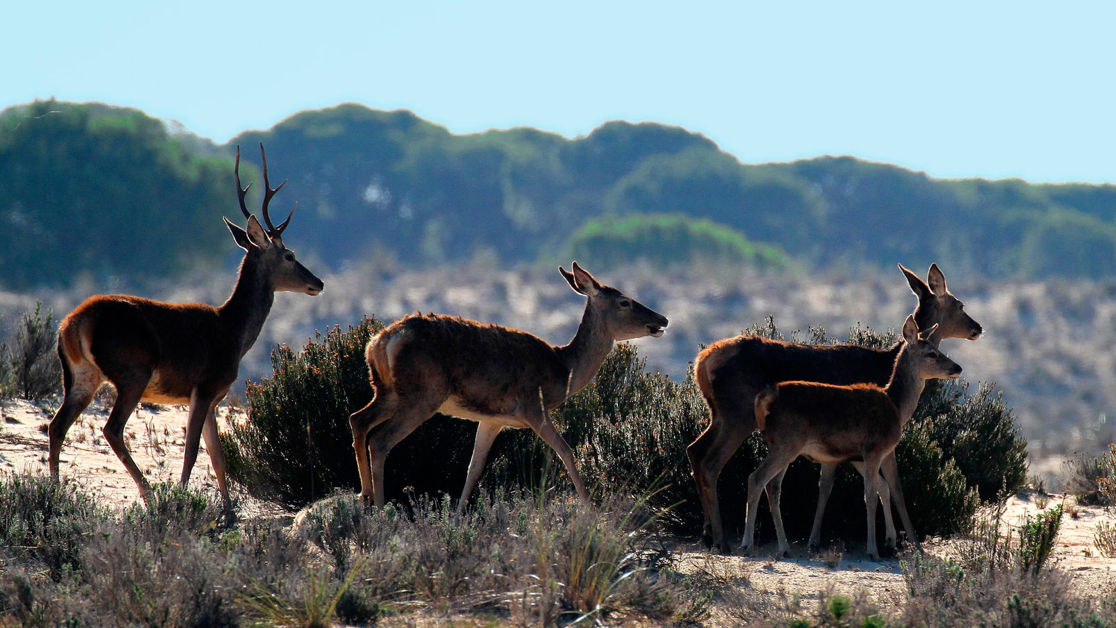 Hotel Spa Sierra de Cazorla | Web Oficial