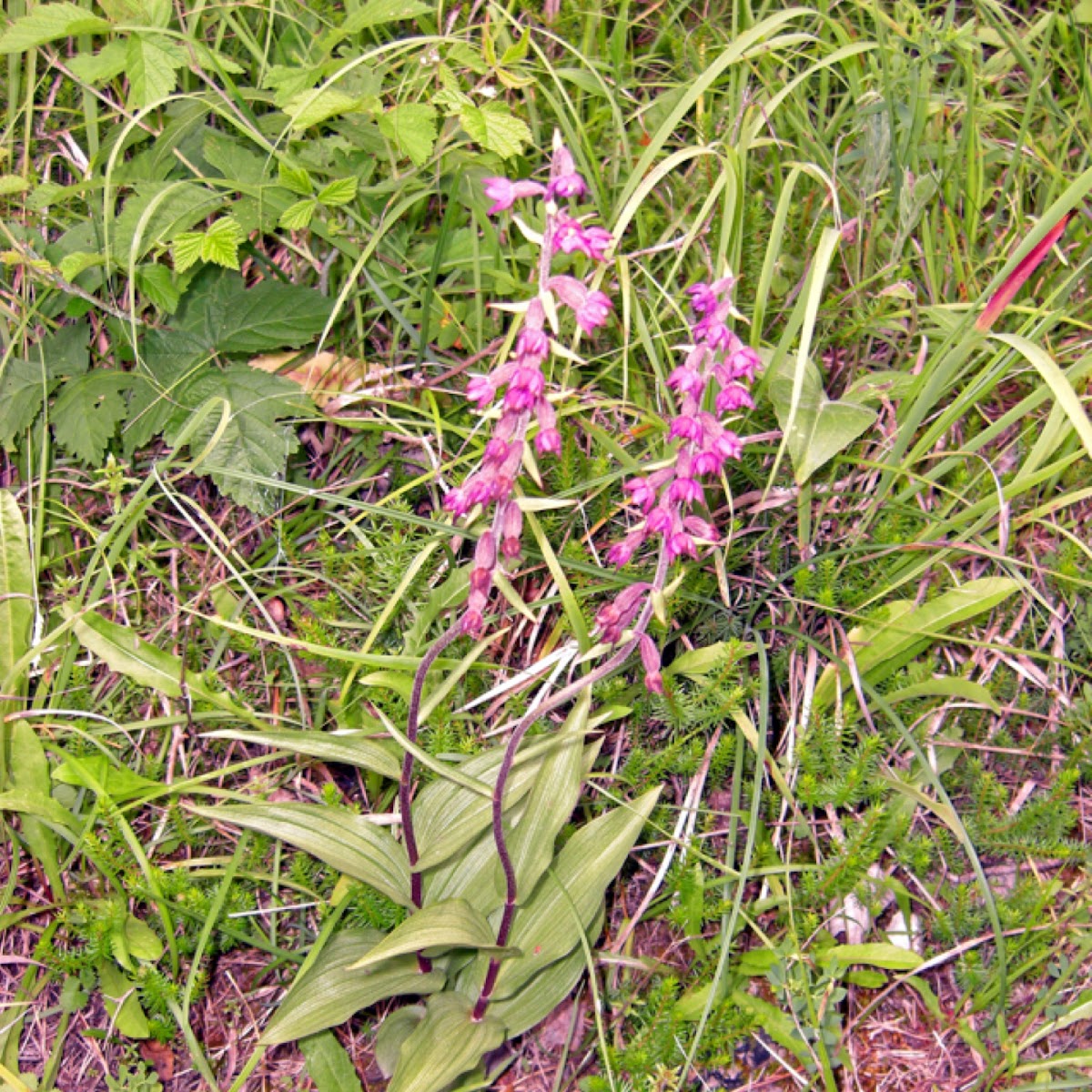 Dark-red Helleborine