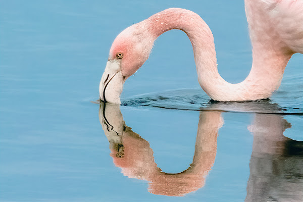 Riflessi in Natura di pierce