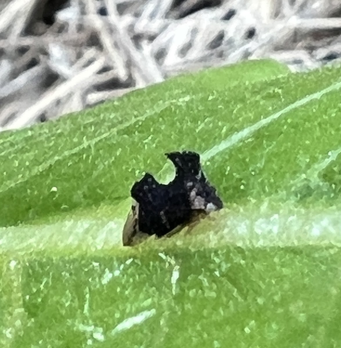 Keeled Treehopper