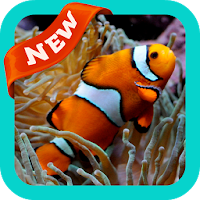 Clownfish Wallpaper