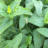 Roseslug Sawfly Larvae