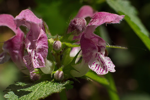 Lamium maculatum