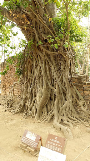 Ayutthaya Temples Thailand 2016