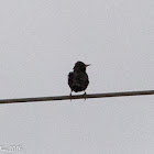 Spotless Starling; Estornino negro