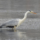 Grey heron