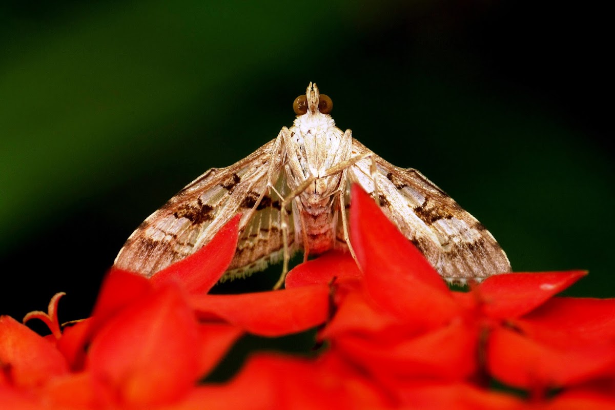 Crambid or Grass Moth