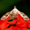 Crambid or Grass Moth