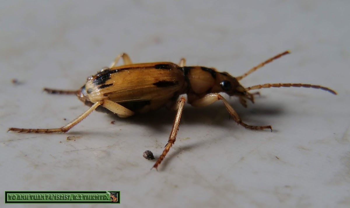 Bombardier Beetle