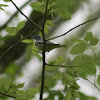 Cerulean Warbler