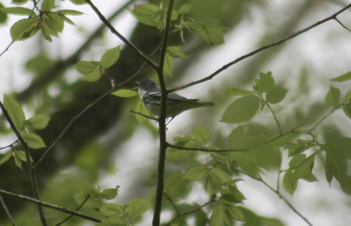 Cerulean Warbler