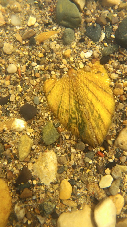 Snuffbox Mussel (Male)