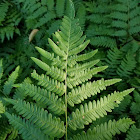 Bracken Fern