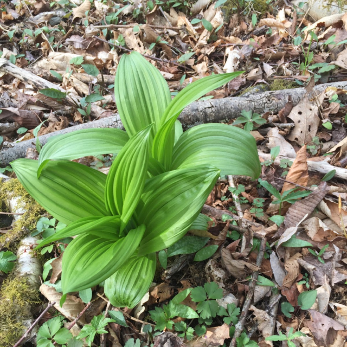 False Hellebore