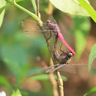 The crimson-tailed marsh hawk