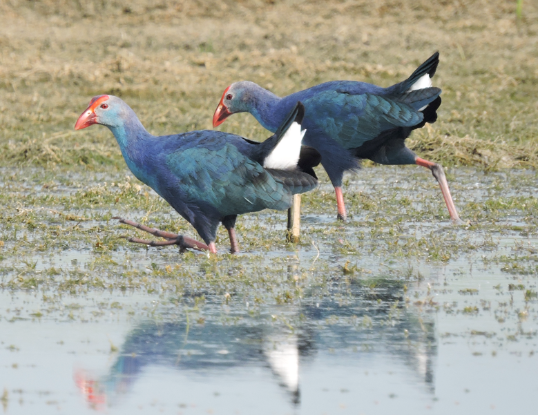 Grey-headed swamphen