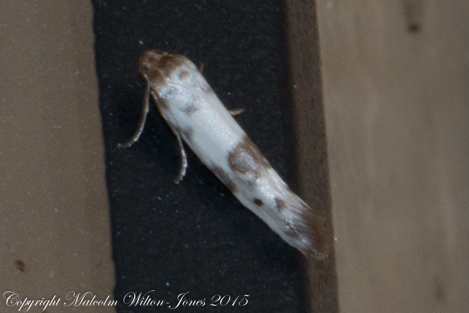 Flower Moth