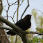 Brown-headed Cowbird