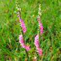 Chinese Spiranthes