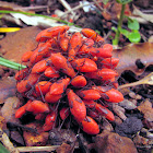 boxelder Bug Nymphs