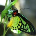 butterflyleaf avatar