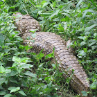 Broad snouted caiman