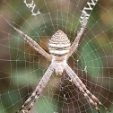 Oval cross spider