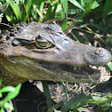 American Alligator (Juvenile)