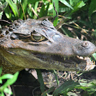 American Alligator (Juvenile)