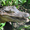 American Alligator (Juvenile)