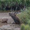 Elk