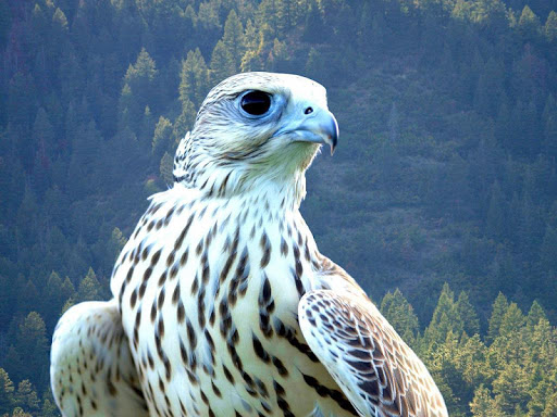 Falcon Live Wallpaper Animal